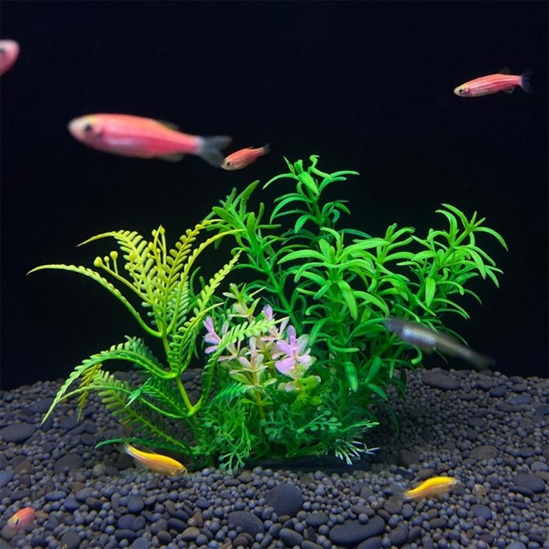 ต้นไม้ประดับตู้ปลา ของตกแต่งตู - Aquarium Fish For Sale บทวิจารณ์และราคา