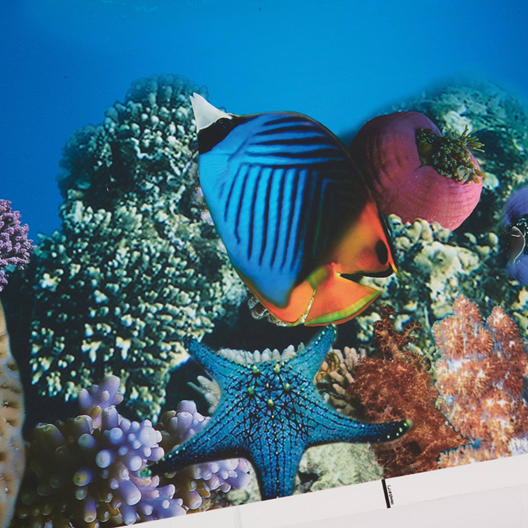 กระดาษตกแต่งตู้ปลา A77I ภาพควา - Aquarium Fish Wallpaper Hd บทวิจารณ์และราคา