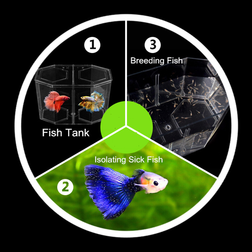 อะคริลิคสองแยก Guppy Fish Tank - Aquarium Goldfish บทวิจารณ์และราคา