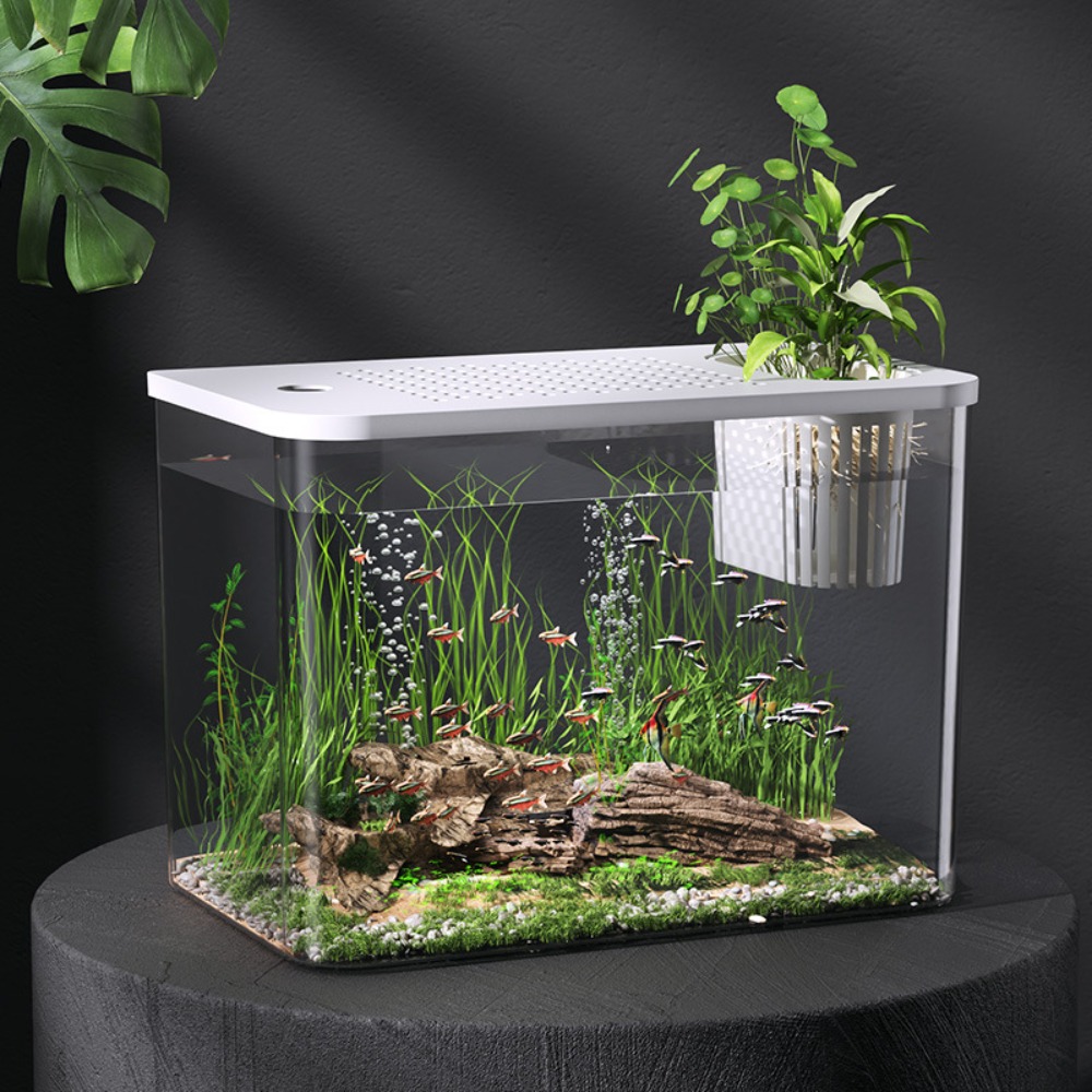 ถังเลี้ยงปลา + ABS ถังน้ำนิเวศ - Aquarium Fish For Sale บทวิจารณ์และราคา