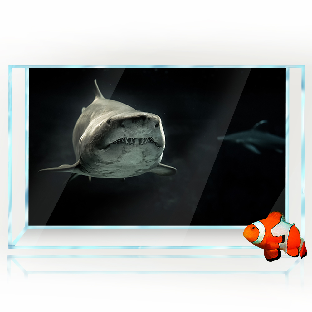 พิพิธภัณฑ์สัตว์น้ําพื้นหลัง 3D - Aquarium Fish Wallpaper Hd บทวิจารณ์และราคา